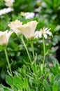 White osteospermum ecklonis with green leaves Royalty Free Stock Photo