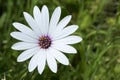 White Osteospermum Ecklonis