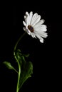 White Osteospermum flower