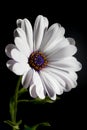 White Osteospermum flower