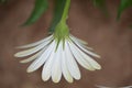 White Osteospermum flower