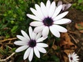 Close up white Osteospermum flowers Royalty Free Stock Photo