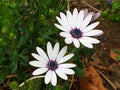 White osteospermum flowers Royalty Free Stock Photo