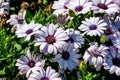 White Osteospermum flowers, commonly known as daisy bushes or African daisies, in a sunny summer garden