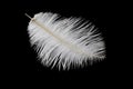White ostrich feather on a black isolated background Royalty Free Stock Photo