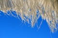 White ostrich feathers Royalty Free Stock Photo
