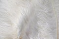 White ostrich feathers with a visible texture Royalty Free Stock Photo