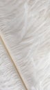white ostrich feathers with a visible texture Royalty Free Stock Photo