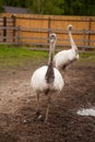 White ostrich nandu walk in the paddock. Cute white gray female of Greater Rhea from South America Royalty Free Stock Photo
