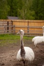 White ostrich nandu walk in the paddock. Cute white gray female of Greater Rhea from South America Royalty Free Stock Photo