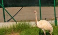 White ostrich in the zoo in the city of Bojnice in Slovakia. Other names for the large rhea include gray, common or American rhea