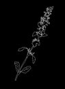 White outline silhouette of wild grass with small flowers isolated on black.