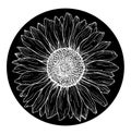 White outline sunflower line art in black circle isolated on white background. Hand drawing botanical vector illustration for logo