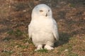 White owl Royalty Free Stock Photo