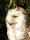 White owl