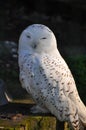 White snow owl Royalty Free Stock Photo