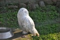 White owl sitting Royalty Free Stock Photo