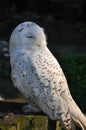 White snow owl Royalty Free Stock Photo