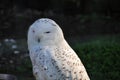 White owl Royalty Free Stock Photo