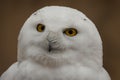 White owl with a bemused expression on its face looks directly at the camera