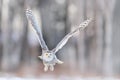 White Owl In Flight. Snowy Owl, Nyctea Scandiaca, Rare Bird Flying Above The Meadow. Winter Action Scene With Open Wings, Finland