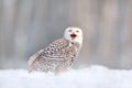 White owl in flight. Snowy owl, Nyctea scandiaca, rare bird flying above the meadow. Winter action scene with open wings, Finland Royalty Free Stock Photo
