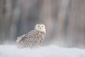 White owl in flight. Snowy owl, Nyctea scandiaca, rare bird flying above the meadow. Winter action scene with open wings, Finland Royalty Free Stock Photo