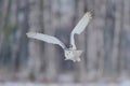 White owl in flight. Snowy owl, Nyctea scandiaca, rare bird flying above the meadow. Winter action scene with open wings, Finland Royalty Free Stock Photo
