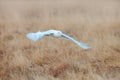 White Owl In Fly. Snowy Owl, Nyctea Scandiaca, Rare Bird Flying On Above Meadow, Winter Action Scene With Open Wings, Finland. Owl