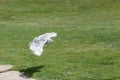 White Owl flying over the grass Royalty Free Stock Photo