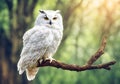 White owl in the forest on natural blurred background.
