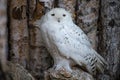 White Owl looking to you