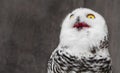 White Owl with shocking meme face