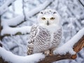 white owl sitting on branch with snow in winter forest Royalty Free Stock Photo