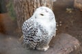 A white owl is sitting on a log in a zoo enclosure Royalty Free Stock Photo