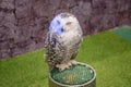 White owl sleepy Royalty Free Stock Photo