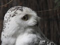 White Owl Stock seems to be awake Royalty Free Stock Photo
