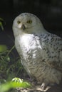 White owl on the tree branch Royalty Free Stock Photo