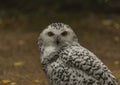 White owl with yellow eyes in autumn cloudy day in Germany Royalty Free Stock Photo