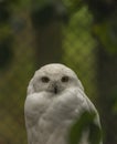 White owl with yellow eyes in autumn cloudy day in Germany