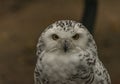 White owl with yellow eyes in autumn cloudy day in Germany