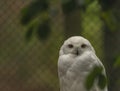 White owl with yellow eyes in autumn cloudy day in Germany