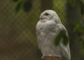 White owl with yellow eyes in autumn cloudy day in Germany Royalty Free Stock Photo