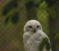 White owl with yellow eyes in autumn cloudy day in Germany Royalty Free Stock Photo