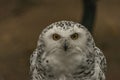 White owl with yellow eyes in autumn cloudy day in Germany