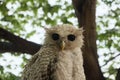 White owls are native to North America and some often migrate to Southern Canada during winter