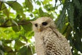 White owls are native to North America and some often migrate to Southern Canada during winter