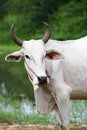 White ox