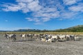 White ox in Mountain Pinatubo , Capas