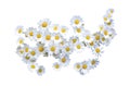 White Oxe-eye daisy May flowers Royalty Free Stock Photo